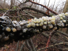 Tremella globispora