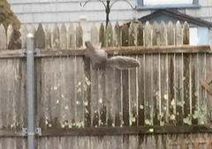 Sciurus carolinensis