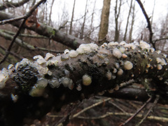Tremella globispora