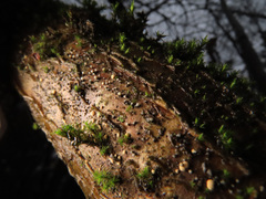 Cryptosporiopsis coryli