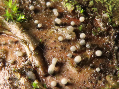 Cryptosporiopsis coryli