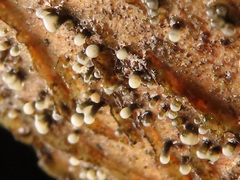 Cryptosporiopsis coryli