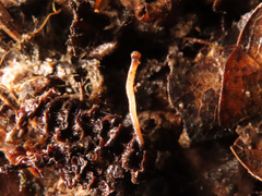 Ciboria coryli