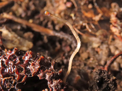 Ciboria coryli