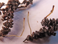 Ciboria coryli