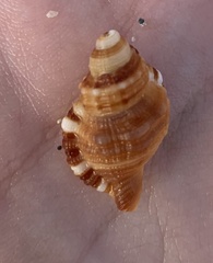Monoplex pilearis