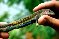 Aspidoscelis angusticeps