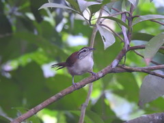 Thryophilus rufalbus