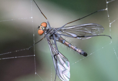 Heteropsilopus cingulipes