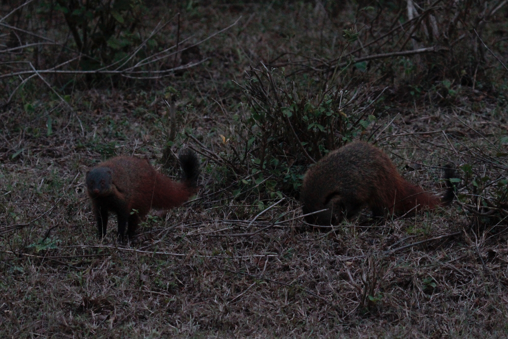 Stripe-Necked Mongoose
