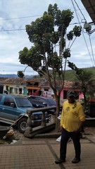 Polyscias balfouriana