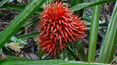 Aechmea magdalenae
