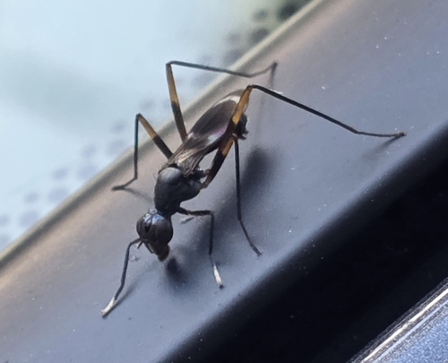 Unknown species found near Hardeeville, SC 29927, USA