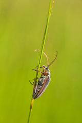 Oxymirus cursor