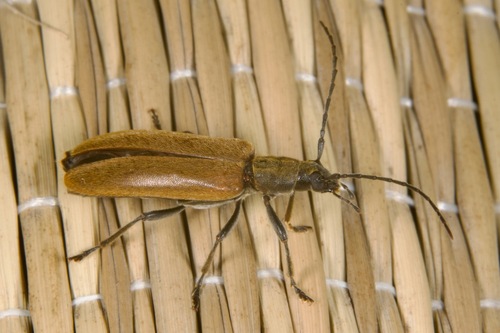 Sparedrus testaceus, 2025-06-05