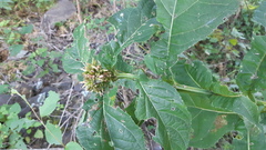 Critonia quadrangularis