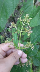 Critonia quadrangularis