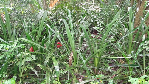 Image of Arghan (Aechmea magdalenae) by no rights reserved
