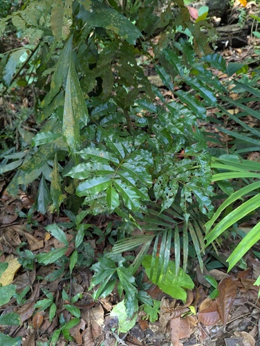 Cabbagebark Tree (Andira inermis)