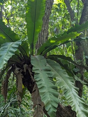 (c) Kalvin Chan, some rights reserved (CC BY) Asplenium musifolium, photograph (c) Kalvin Chan, some rights reserved (CC BY)