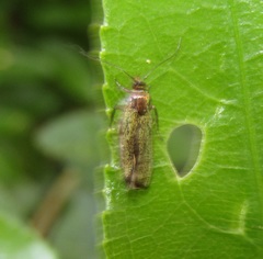 Hierodoris callispora