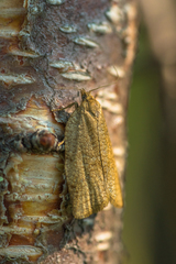 Aphelia viburnana