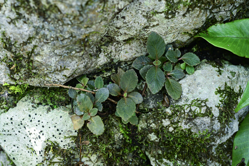Phedimus odontophyllus