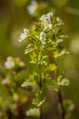 Euphrasia wettsteinii
