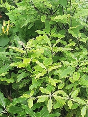 Pittosporum eugenioides