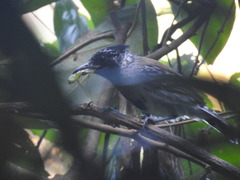 Sakesphorus canadensis