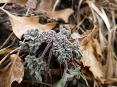Cymopterus