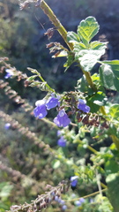 Salvia roscida