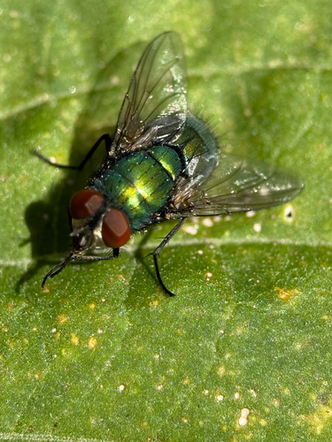 Unknown species found near Baltimore city County, US, MD