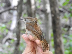 Cantorchilus leucotis