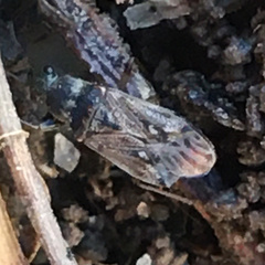 Pseudopachybrachius basalis