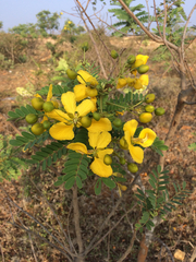 Cassiinae