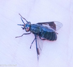Chrysops niger