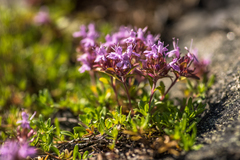 Thymus subarcticus