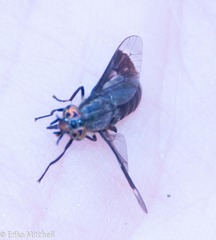Chrysops niger