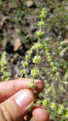 Asterohyptis stellulata
