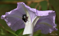 Chinavia erythrocnemis