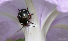 Chinavia erythrocnemis