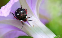 Chinavia erythrocnemis