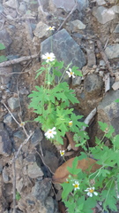 Perityle microglossa saxosa