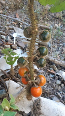 Solanum candidum