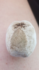 Protenaster australis