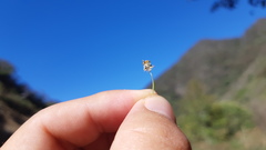 Perityle microglossa saxosa