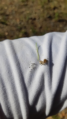 Perityle microglossa saxosa