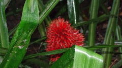 Aechmea magdalenae