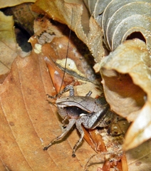 Atlanticus testaceus